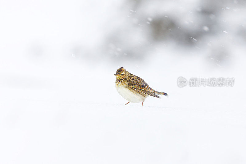 早春大雪中站在雪地上的欧亚云雀(Alauda arvensis)。